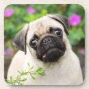 Search for pug coasters Funny