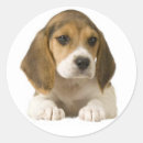 Search for beagle stickers Animals