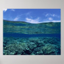 Search for shelf posters Nature