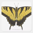 Search for swallowtail butterfly stickers Butterflies