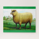 Search for sheep puzzles Pasture