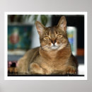 Search for tiger eyes posters Lion