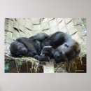 Search for lowlands posters Gorilla