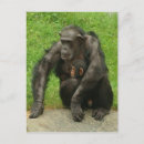Search for cute chimp postcards Chimps