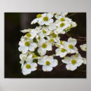 Search for dogwoods posters Tree