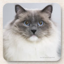 Search for ragdoll coasters Animal