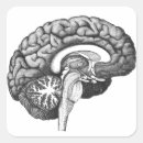 Search for brain anatomy stickers Doctor