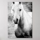 Search for palomino posters Quarter horse