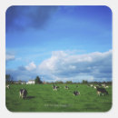 Search for friesian stickers Cow
