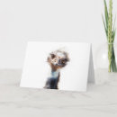 Search for emu cards Bird