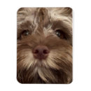 Search for walker magnets Veterinarian