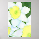 Search for daffodils pictures posters Pretty