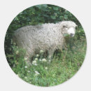 Search for fluffy sheep stickers Woolly