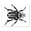 Search for beetles rubber stamps Insect