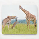 Search for giraffe pictures electronics Animals