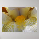 Search for white iris art Flowers