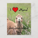 Search for camel photography Camels
