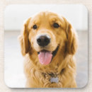 Search for golden retriever coasters Animal
