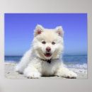 Search for fluffy white posters Photography