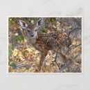 Search for deer baby postcards Sweet