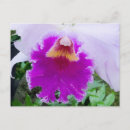 Search for cattleya orchid postcards Botany