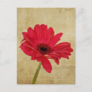 Search for red daisy postcards Gerbera