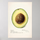 Search for leaf vegetable posters Vintage