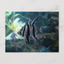 Search for angelfish postcards Sea