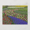 Search for blue hyacinth postcards Holland