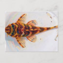 Search for aquarium postcards Tropical