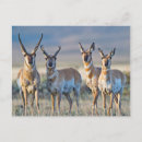 Search for bucks postcards Antilocapra americana