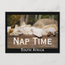 Search for lion cub postcards South africa