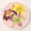 Search for perennials coasters Plants