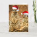 Search for meerkat christmas cards Xmas