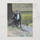 Search for black monkey postcards Nature