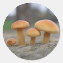 Search for toadstools stickers Fungi