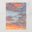 Search for flying bird postcards Hawk