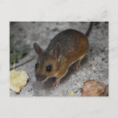 Search for little brown postcards Rodent