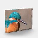 Search for kingfish photography Animals