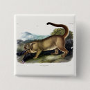 Search for panther badges Illustration