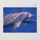 Search for bradley postcards Swim