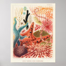 Search for echinoderms posters Vintage
