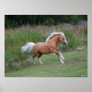Search for horse breed posters Palomino
