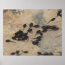Search for tadpole posters Wildlife