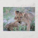 Search for lion cub postcards Nature