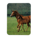 Search for moving image magnets Horse