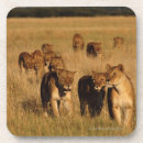 Search for reserve coasters Outdoors
