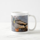 Search for mallard mugs Photography