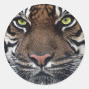 Search for tiger eyes stickers Tigers