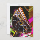 Search for morpho postcards Tropical